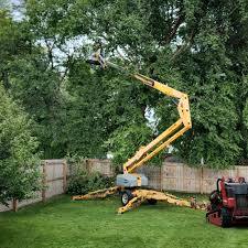 Best Palm Tree Trimming  in Cuero, TX