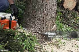 Cuero, TX Tree Services Company