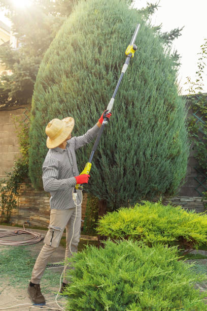 Lawn Maintenance Plans in Cuero, TX